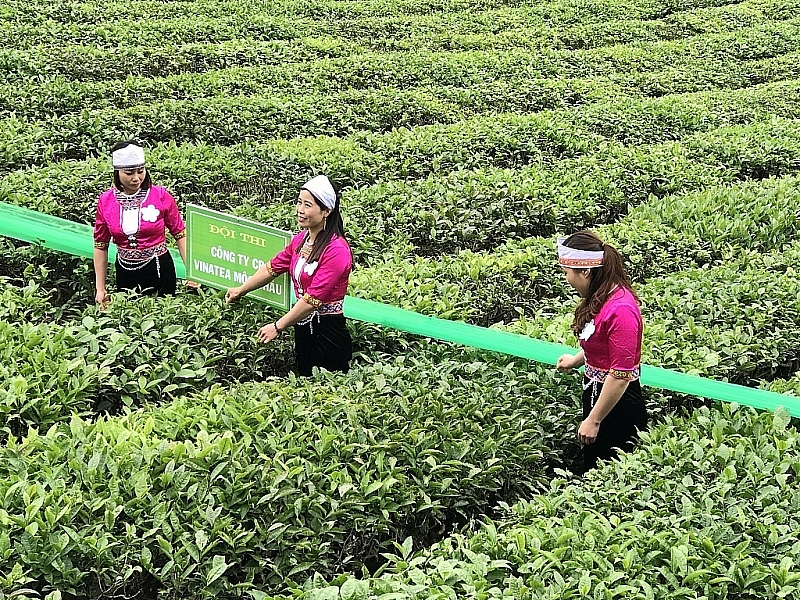 rare supply demand imbalance of tea market