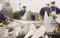 Quota allocation 11,500 tonnes of tuna are exported