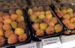 Noi Bai Customs ensures pandemic prevention while facilitating export of fresh lychee