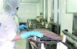 Seafood enterprises expect scheme on reforming model of quality inspection and food safety inspection to be applied soon
