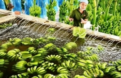 Fruit and vegetable exports to China continue to face difficulties