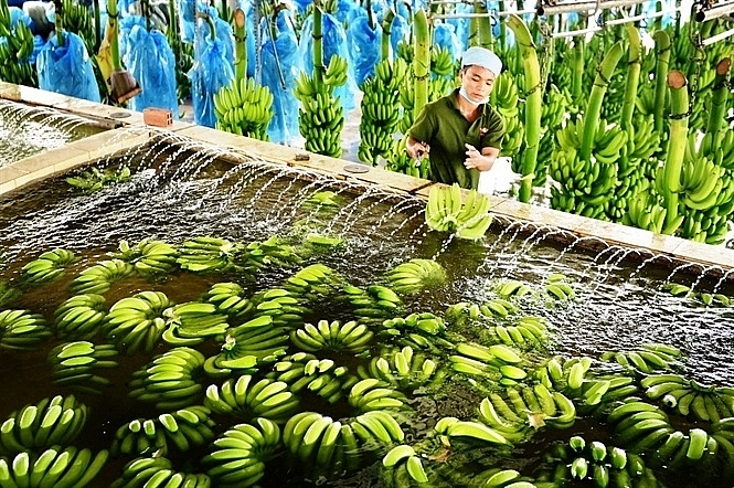 In the first 5 months of 2022, while the export of most vegetables and fruits to China decreased, banana exports increased sharply. Source: Internet