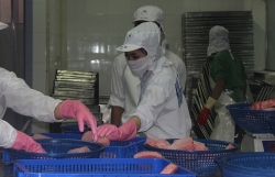 The market is in recession, tuna export businesses are facing significant challenges
