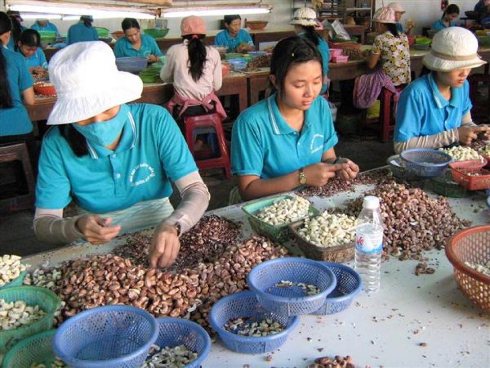 general department of vietnam customs handles obstacles of cashew companies
