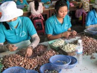 General Department of Vietnam Customs handles obstacles of cashew companies