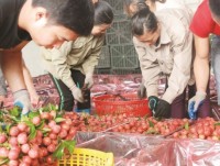 Fruits and vegetables export is slowing down