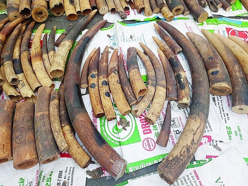 Ivory seized by Hai Phong Customs in January 2019. Photo: T.Binh