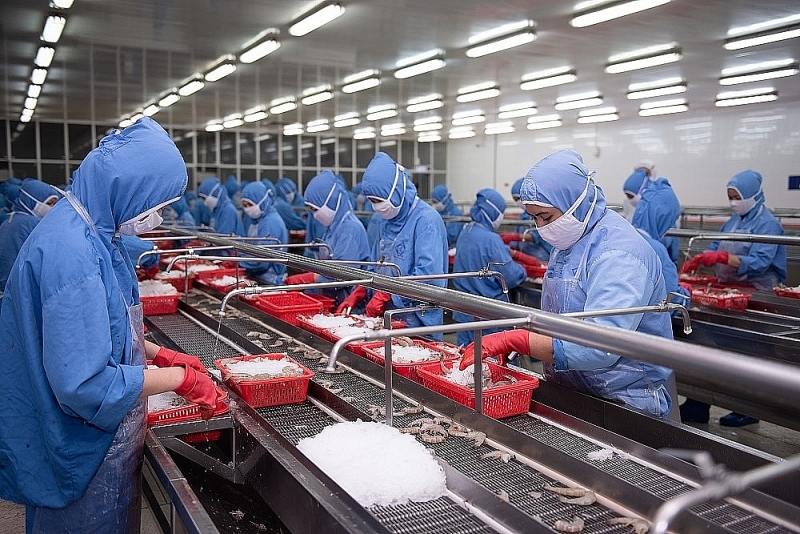 Production of shrimp for export at Sao Ta Company. Photo from the company