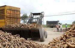 Vietnamese cassava facing fierce competition with Thai cassava in Chinese market