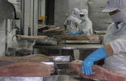 Seafood exports could lose half a billion USD per year if given a "red card"