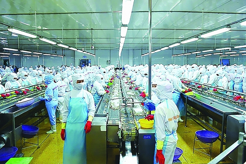 Processing shrimp for export at Minh Phu Seafood Corporation. Photo: Q.Hieu