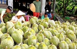 Durian exported to China to quarantine 2% of each shipment