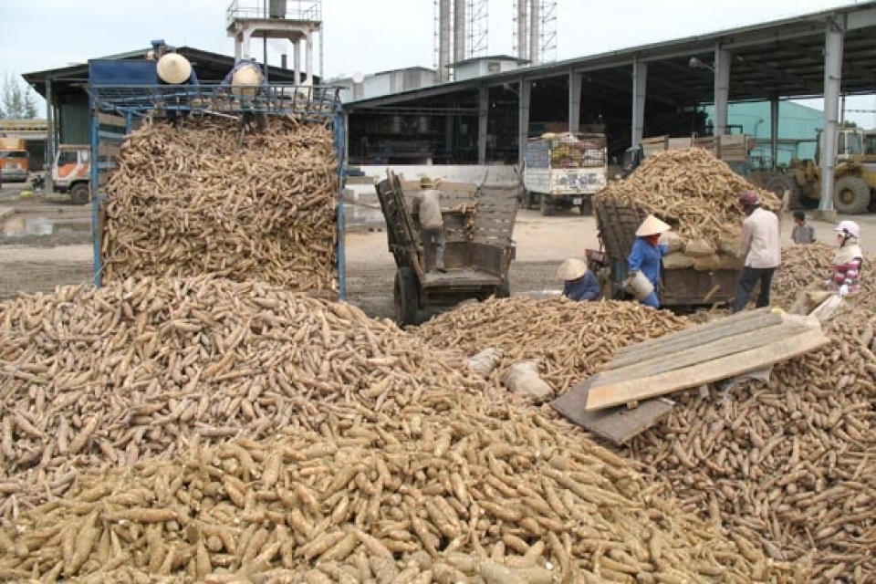 cassava exports face fierce competition from thailand