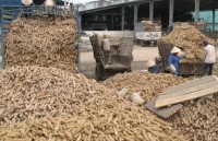 Cassava exports face fierce competition from Thailand