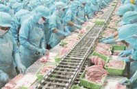 Pangasius industry tasted "bitter fruit" because of overheat