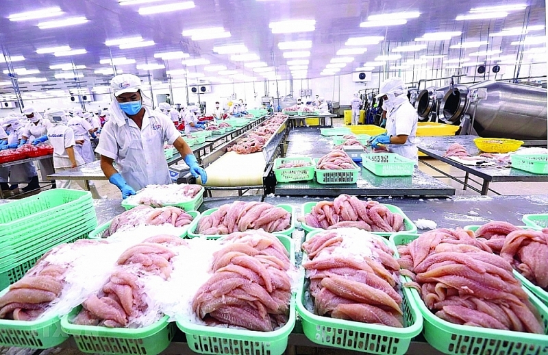 Processing pangasius for export at Can Tho Seafood Import-Export Joint Stock Company. Photo: VNA