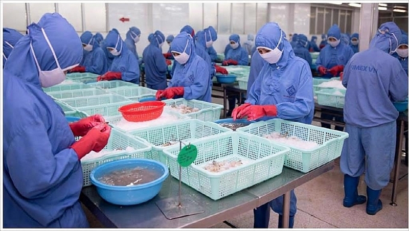 Sao Ta Joint Stock Company increases raw processing amid the pandemic. Photo: provided by the company