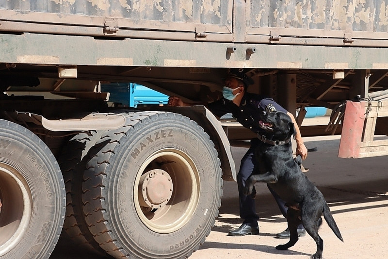 A customs officer of the Lao Bao Border Gate Customs Branch (Quang Tri Customs Department) uses a sniffer dog to inspect transport on entry. Photo: Quang Hung