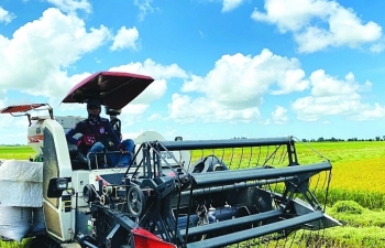 Rice exports confidently "finished" US$ 3.3 billion