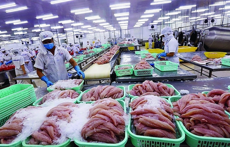 Pangasius for export is popular in many countries thanks to its good price.  Photo: VNA