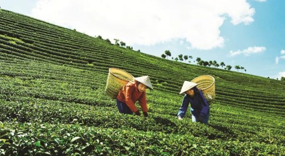 china to establish a joint tea brand with vietnam