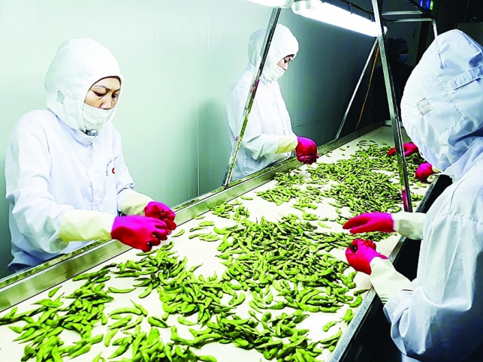implementation of cptpp and evfta vietnamese agricultural products overcome technical barriers to dominate global market