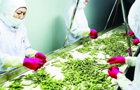 Implementation of CPTPP and EVFTA: Vietnamese agricultural products overcome technical barriers to dominate global market