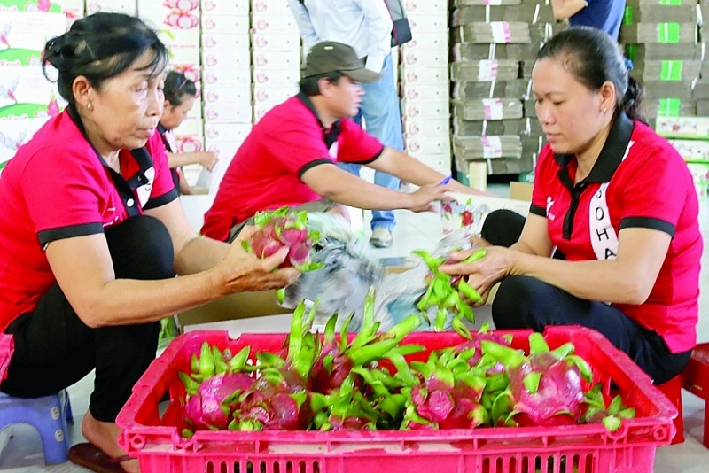 Promoting exports to markets such as the EU, US, Japan instead of focusing too much on the traditional Chinese market is a very important direction to secure vegetable and fruit exports. Photo: Nguyen Hien