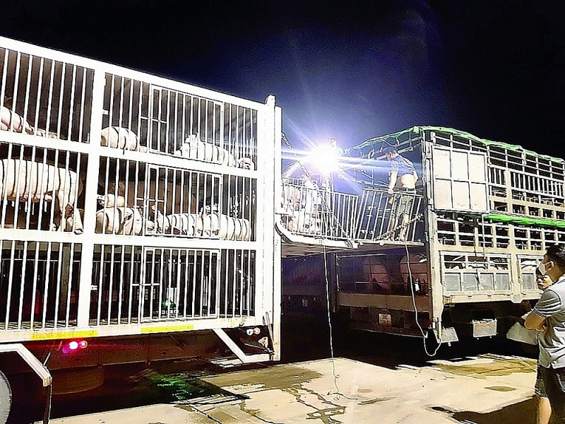 Live pigs imported through Lao Bao international border gate, Quang Tri. Photo provided by Lao Bao Border Gate Customs Branch
