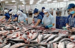 Pangasius exports increase but are not optimistic