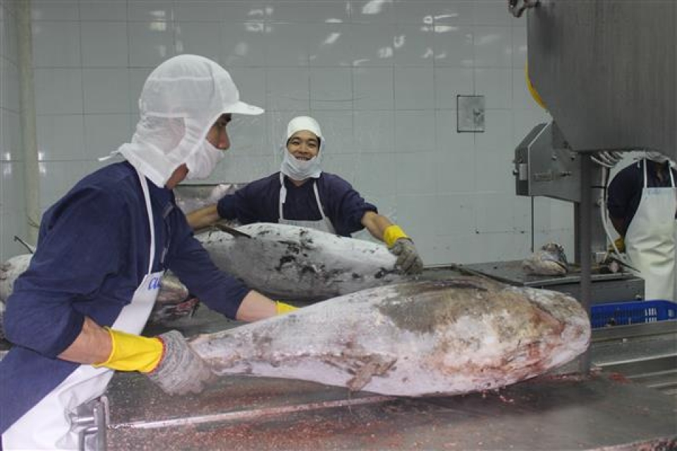 tuna exports to several markets rocket