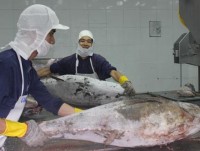 Tuna exports to several markets rocket