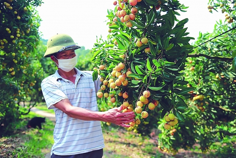 Lychee export is successful thanks to online trade promotion both in domestic and foreign markets.
