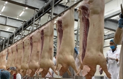Remove the "valve" of small-scale pork export to save pig prices