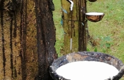 The rubber industry needs a long-term plan for more sustainable development