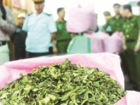 prosecute the case of transporting 26 tons of khat drug containing leaves in hai phong