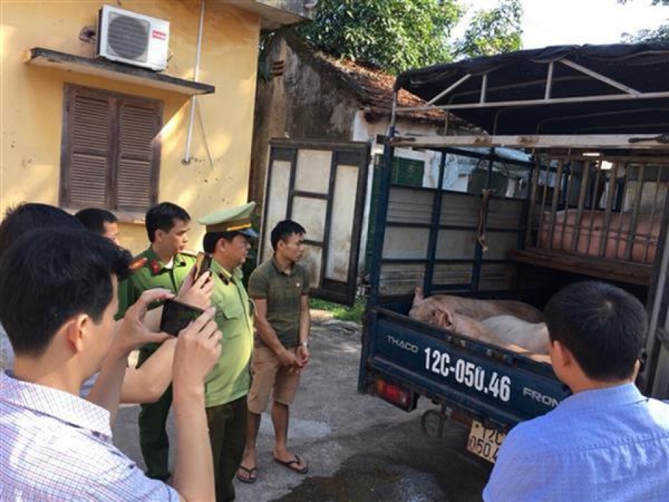 lang son strictly preventing smuggling of pigs of unknown origin
