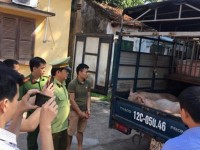 Lang Son: strictly preventing  smuggling of pigs of unknown origin