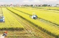 Agricultural land accumulation: Enterprises and farmers meet with difficulties