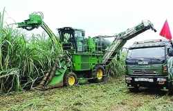 Thai sugar beats domestic supply