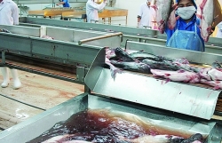 will the pangasius discount cycle end in 2021