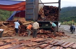 La Lay Customs prosecute smuggling case of valuable timber