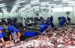 pangasius exports to the us grow strongly