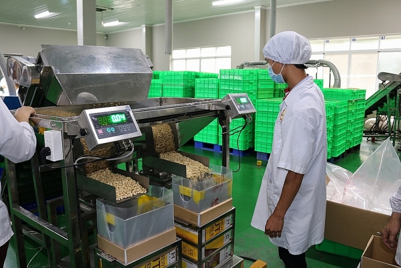 Cashew nut processing line of Phuc An Company. Photo: N.H