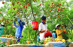 Linking agricultural products in the Mekong Delta closer to the market
