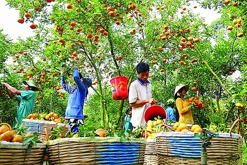 Farmers harvest mandarins in Lai Vung (Dong Thap). Photo: Nguyen Van Tri