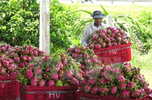 australia approves in principle import of vietnams dragon fruit