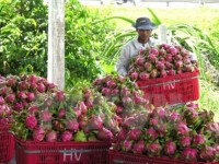 Australia approves in principle import of Vietnam’s dragon fruit