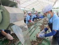 ​Vietnam’s cashew industry turns to Cambodia