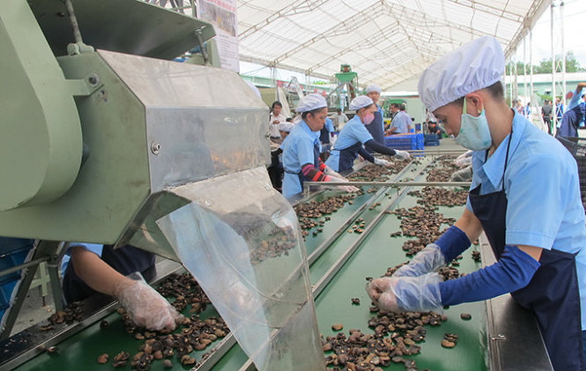 vietnams cashew industry turns to cambodia